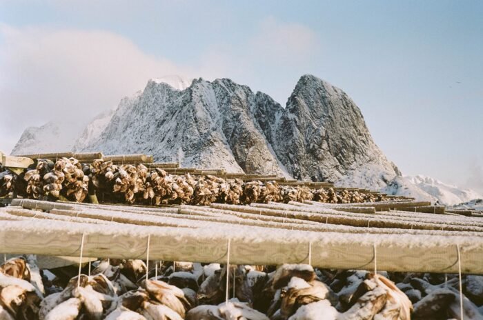 Ikan yang membangun Lofoten | Desa nelayan Nusfjord